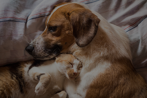 Pet Memorials